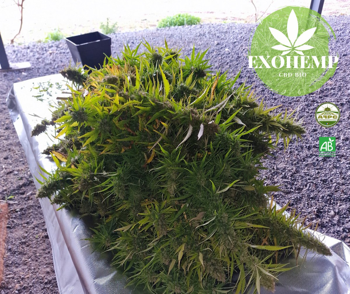 ExoHemp's tweet photo. Début de la récolte 2022 ! 👨🌾🌲✂️
La chaleur ☀️ n'aura pas été clémente envers les plantes, mais la récolte semble être de qualité !
https://t.co/9TKtgvmhTC
#cbdfrance #fleurcbd #cbd #lafpc #hemp #infusioncbd #cbg #trichome #cbdshopfrance #cannabislegal #tisanecbd #detente https://t.co/XWlfXGo3F1