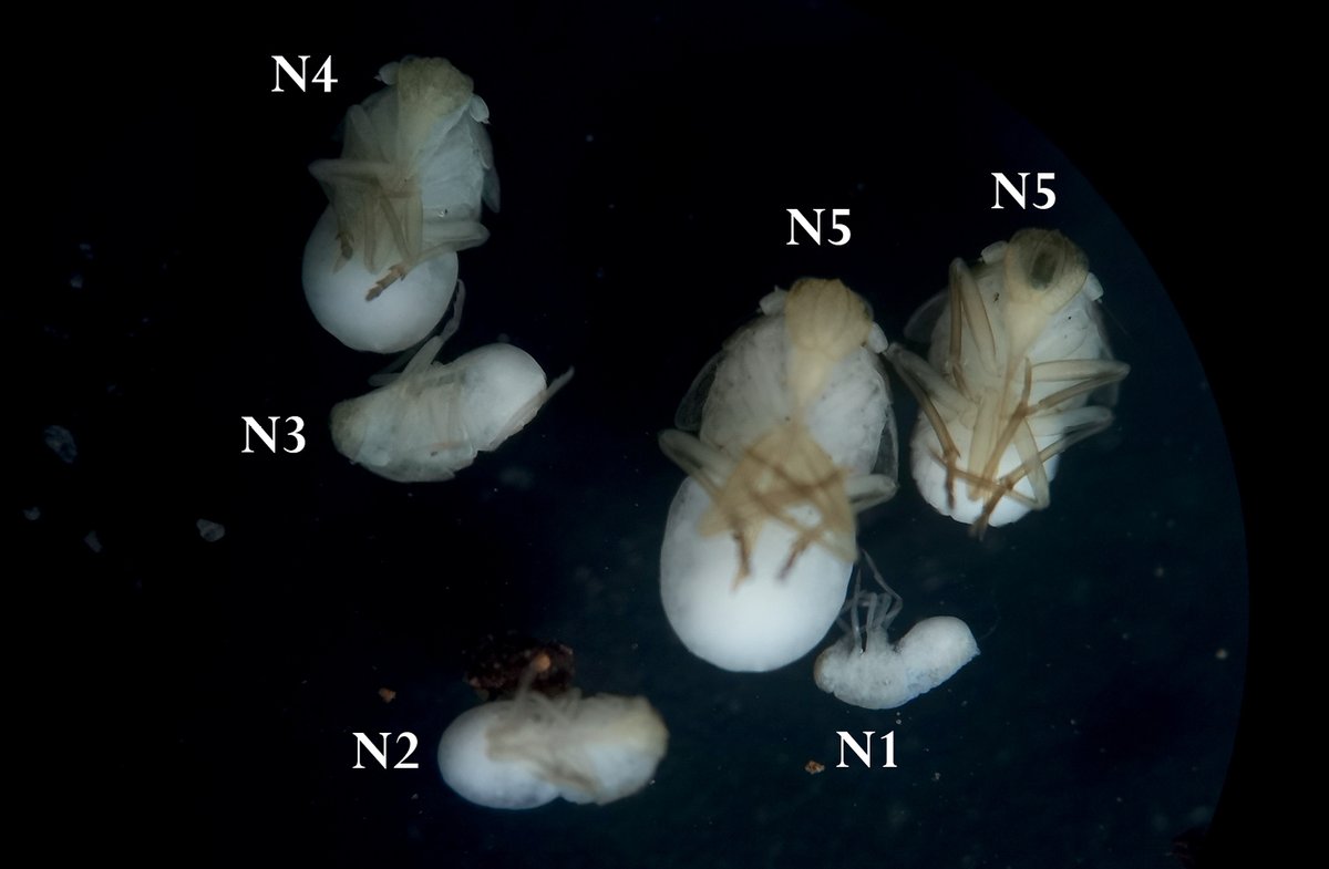 The first descriptions of the external morphology of instars I–IV of a representative of the #planthopper family Kinnaridae: doi.org/10.3897/subtbi…

#caves #taxonomy #troglobites <a href="/UV_EG/">Universitat València</a> <a href="/UAHes/">Universidad Alcalá</a> @humboldtUni