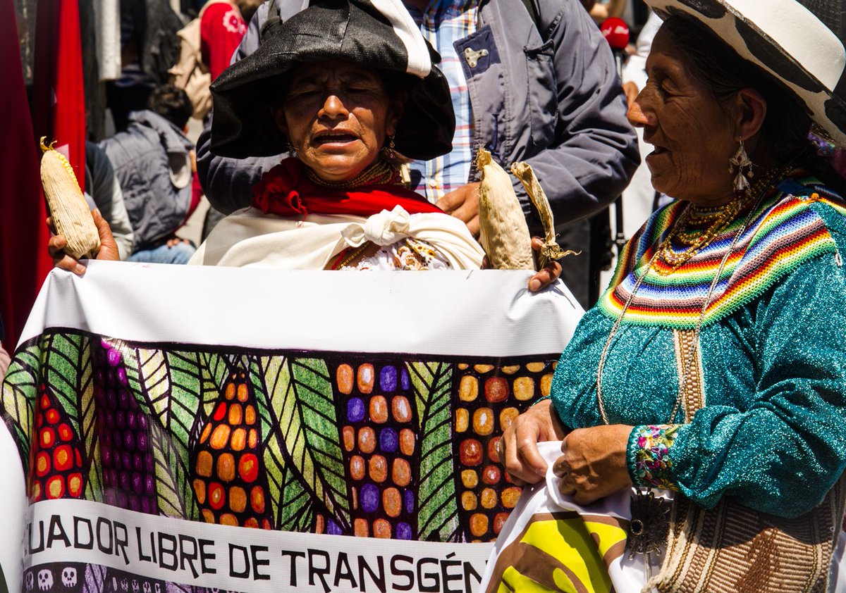 FIANista's tweet photo. Sociedad civil en #Ecuador lidera la protección del sistema de #SemillasCampesinas. Resistiendo amenazas, logran fallo de Corte Constitucional para detener ley que prohibía libre circulación de #semillas campesinas y sólo reconocía calidad de transgénicas. https://t.co/EwHiaNJMaZ https://t.co/thZJO6UeTU