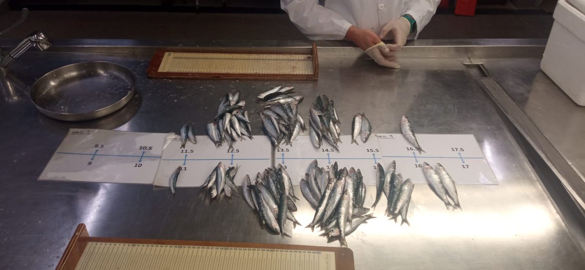 ICATMAR1's tweet photo. 🔵 Avui al laboratori hem treballat amb sardina i seitó provinents de la llotja de Tarragona 🐟🐟🐟. Per entendre quin és l'estat de les poblacions és molt important, entre altres anàlisis, realitzar freqüències de talles de les captures 📊.
#smallpelagicfish https://t.co/Qv6sXeF4PL