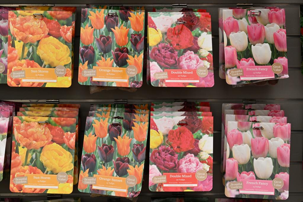 VanHage's tweet image. Orange Sunset, Mixed Doubles and French Fancy Tulip bubs now in abundance! Plant now for fabulous displays next Spring. Under-plant in tubs and containers too!
Buy in store or online - bit.ly/3Ags0GD
#vanhage #springbedding #flowers #bloom #buds #tulips