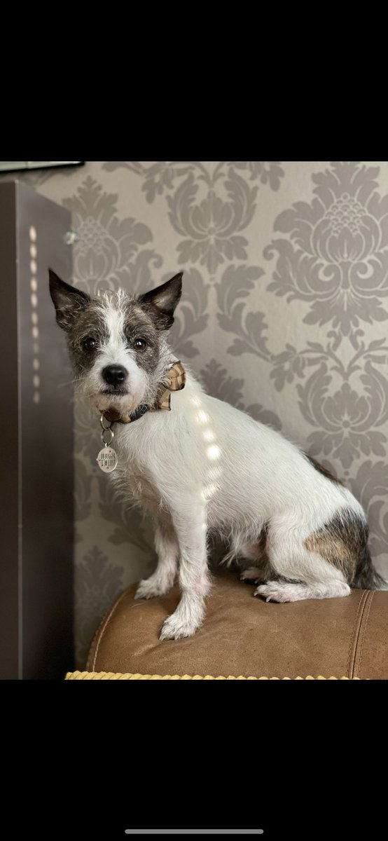 Keep sharing far and wide, the more shares the more likely we are to get him home where he belongs 🥰🤞🏽