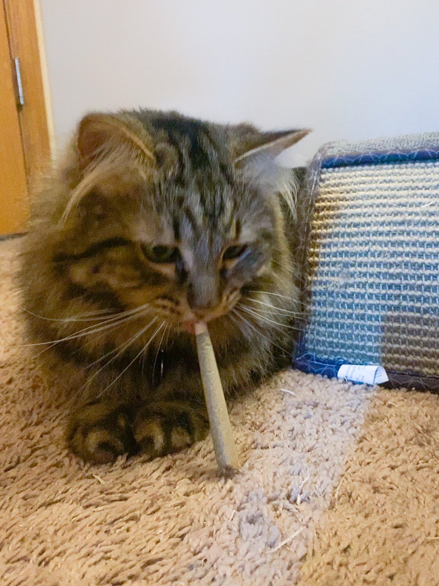 SimplyxLex's tweet photo. @craymusic @DrLupo (It’s catnip aka meowijuana) https://t.co/8dTJ7kt4pF