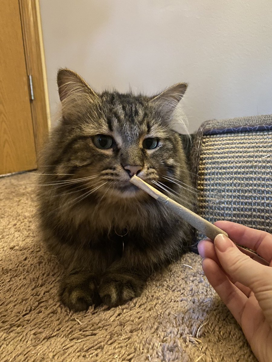 SimplyxLex's tweet photo. @craymusic @DrLupo (It’s catnip aka meowijuana) https://t.co/8dTJ7kt4pF