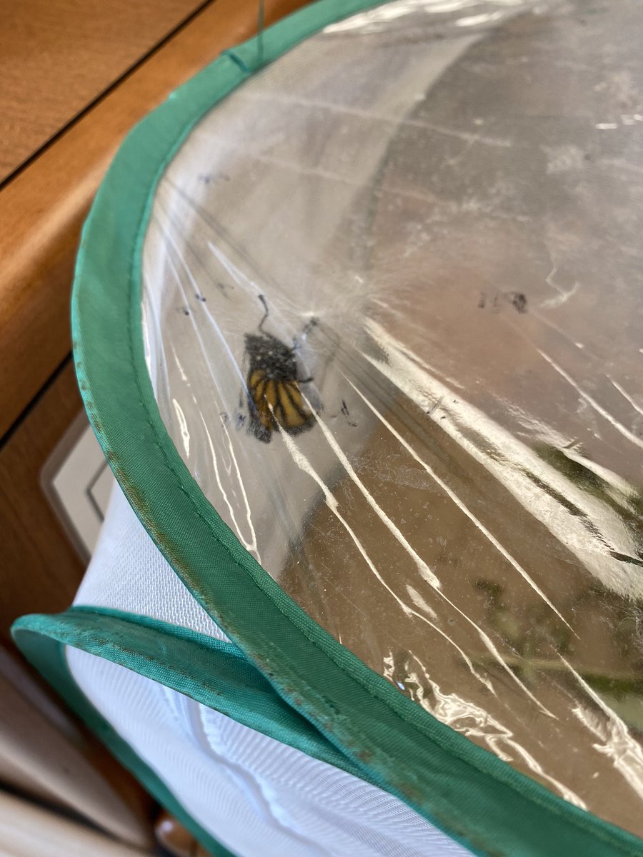 Julie Christ tweet media