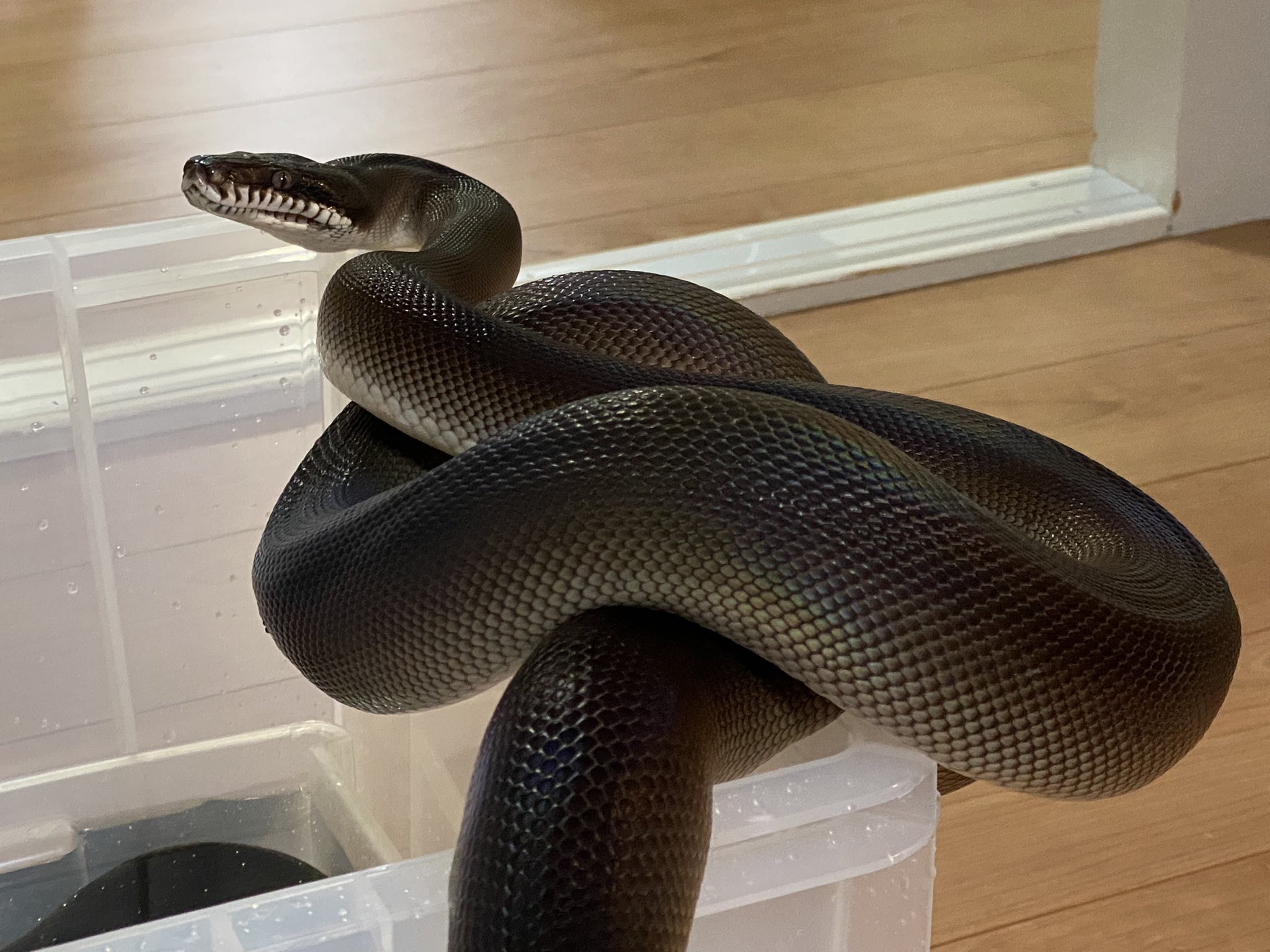 アルバーティスパイソンキミカブラック 高級錦蛇 研究 骨格標本 舐めし