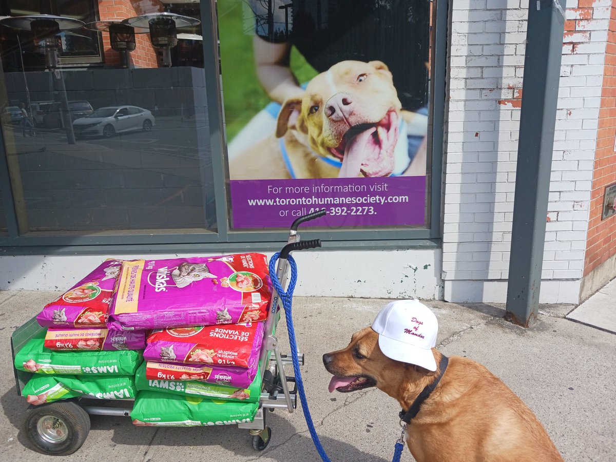 parmkjassal's tweet photo. #Packdawgz NOW MINTING @TheDogsOfMandox #DogsOfMandox
https://t.co/U8ooU8OheR
Great cause, the team doing thier part to give back to animals in need.
https://t.co/IM6H08ZJEe https://t.co/PQlkr22Qny