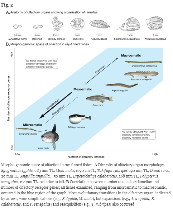 BMCBiology's tweet photo. Coevolution of the olfactory organ and its receptor repertoire in ray-finned fishes. 

Read it here: https://t.co/VjvFoMzqkX https://t.co/9D5TXbf61y