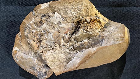 esrfsynchrotron's tweet photo. Scientists have found a 380-million-year-old ♥ heart in a Gogo fish from Western Australia. The internal organs were visualised using X-rays @esrfsynchrotron and neutrons. The results are published in @ScienceMagazine 
▶https://t.co/YFTkZBus0w https://t.co/ThkqfI0iR0