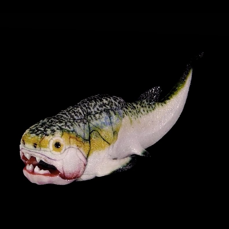 esrfsynchrotron's tweet photo. Scientists have found a 380-million-year-old ♥ heart in a Gogo fish from Western Australia. The internal organs were visualised using X-rays @esrfsynchrotron and neutrons. The results are published in @ScienceMagazine 
▶https://t.co/YFTkZBus0w https://t.co/ThkqfI0iR0