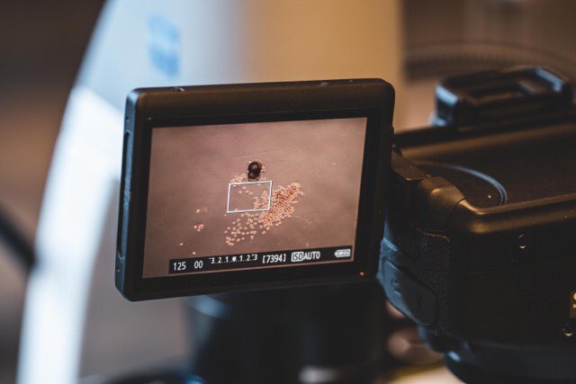 Julie Meilland tweet media