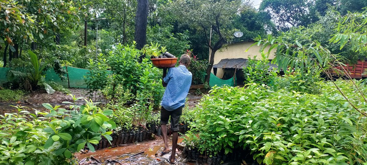 waatavaran's tweet photo. #पृथ्वीरक्षक #GuardiansOfEarth
3,000 saplings have arrived in #Khalapur #Raigad today. The tribals are all set to carry out plantation for ecological development ☘️🙂
#FriendsOfForests #AadivasisForForests
@thenudge_csi @SudhasIyer @AlokaMajumdar @HSBC @SutarPrafulla https://t.co/AnwHGii7fU