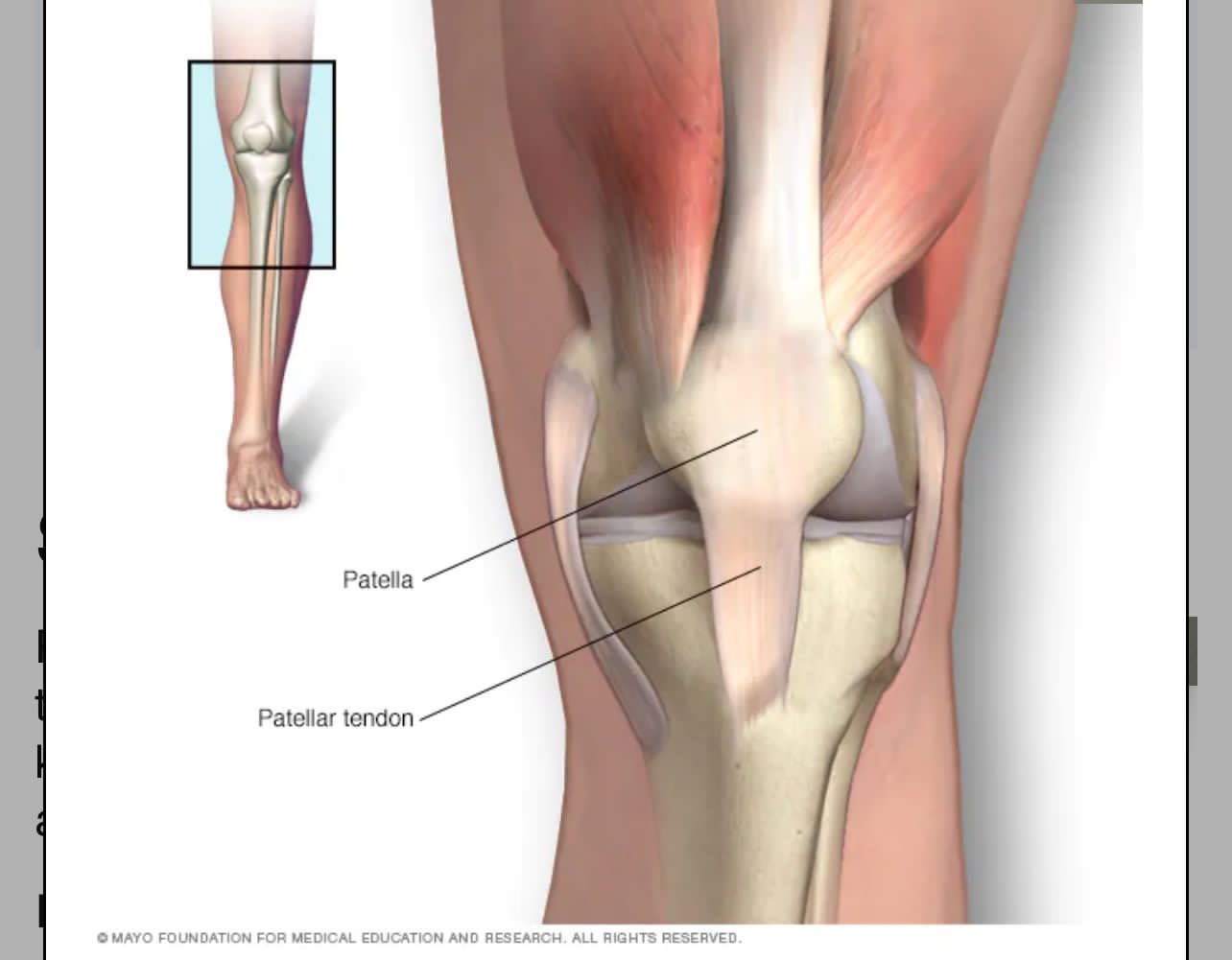 Надколенник коленного сустава анатомия