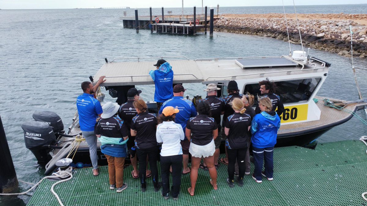 SeagrassLiz's tweet photo. A huge thanks to Sean McNeair and the team at Indigenous-owned company Tidal Moon for collecting transplants for #seagrassrestoration in #Gathaagudu #SharkBay #MalganaCountry
Great team work and we love the new shirts!
📷Alex Dodd https://t.co/rVdVZRzul7