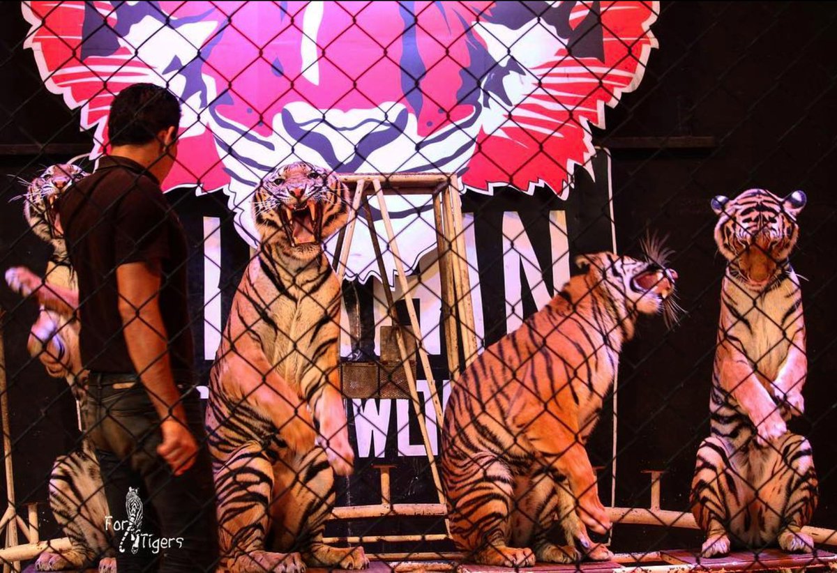 Think you're having a bad day at work? #Tigers performing in circuses endure harsh fear-based training--Just look at their body language. The same tigers may be forced to perform unnatural acts repeatedly throughout each day, sometimes for years.

#AnimalWelfare #Thailand