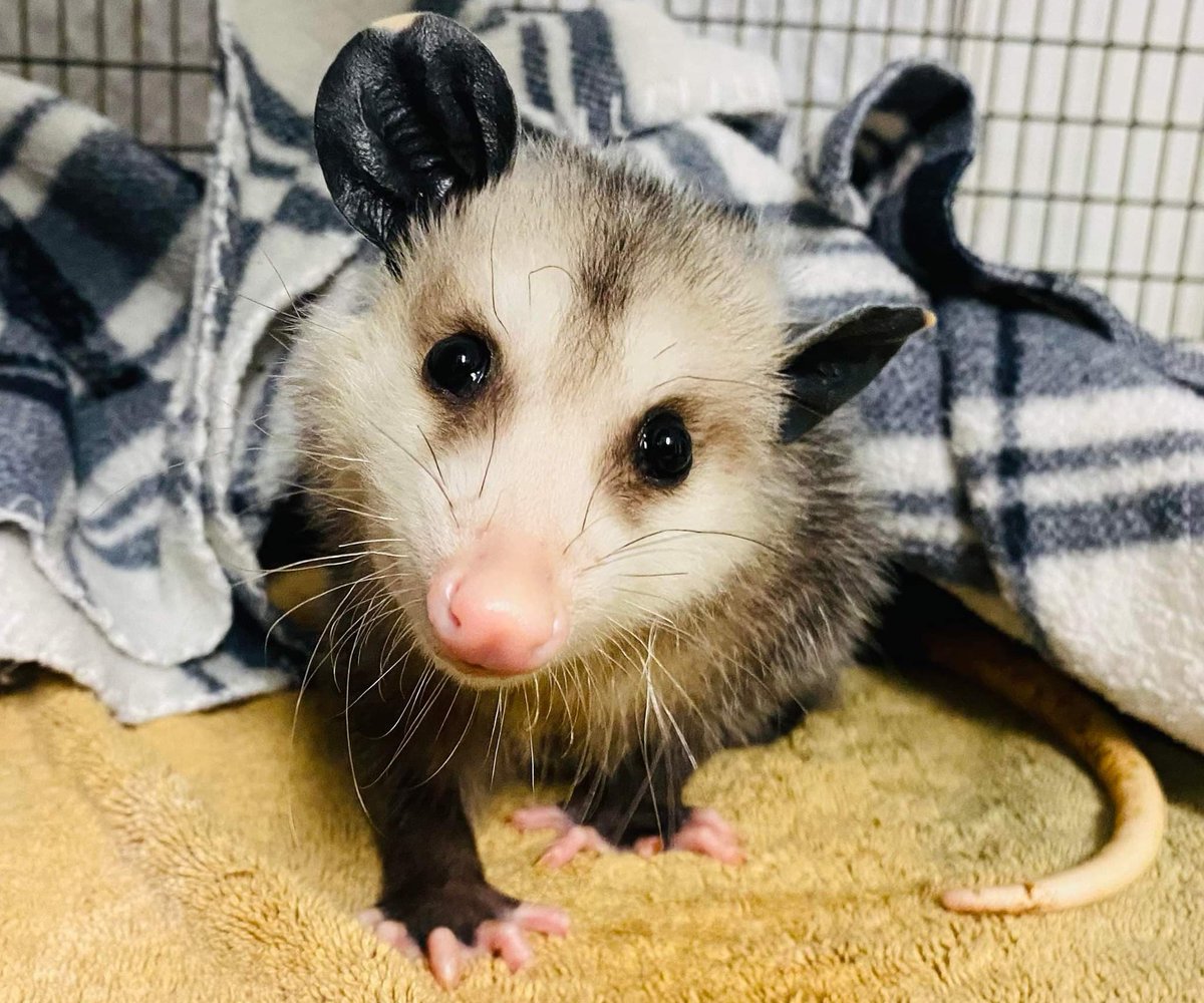 awarewildlife's tweet photo. Pouch Potatos - Possums on the Prowl! - https://t.co/qJV2MxWndr https://t.co/iz1KAeG9sm