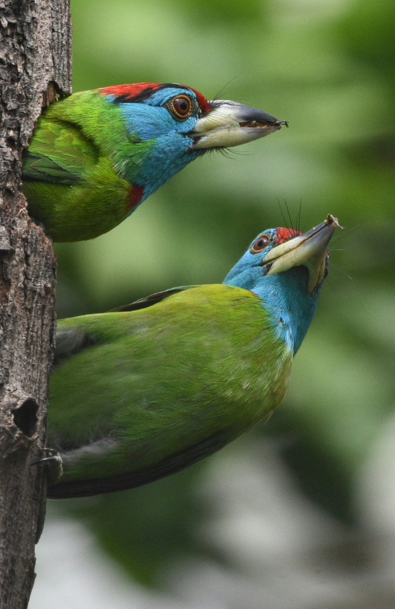 NatGeoIndia's tweet photo. You and your colleague staring at the clock waiting to call it a day! 🕔
Pictured here are two Blue-Throated Barbets.
#Repostfrom @MitaliDeb10
#natgeoindia https://t.co/86iWUUCRMC