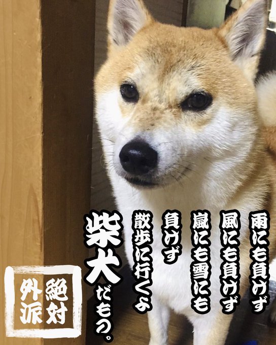 柴犬あるある のイラスト マンガ コスプレ モデル作品 2 件 Twoucan