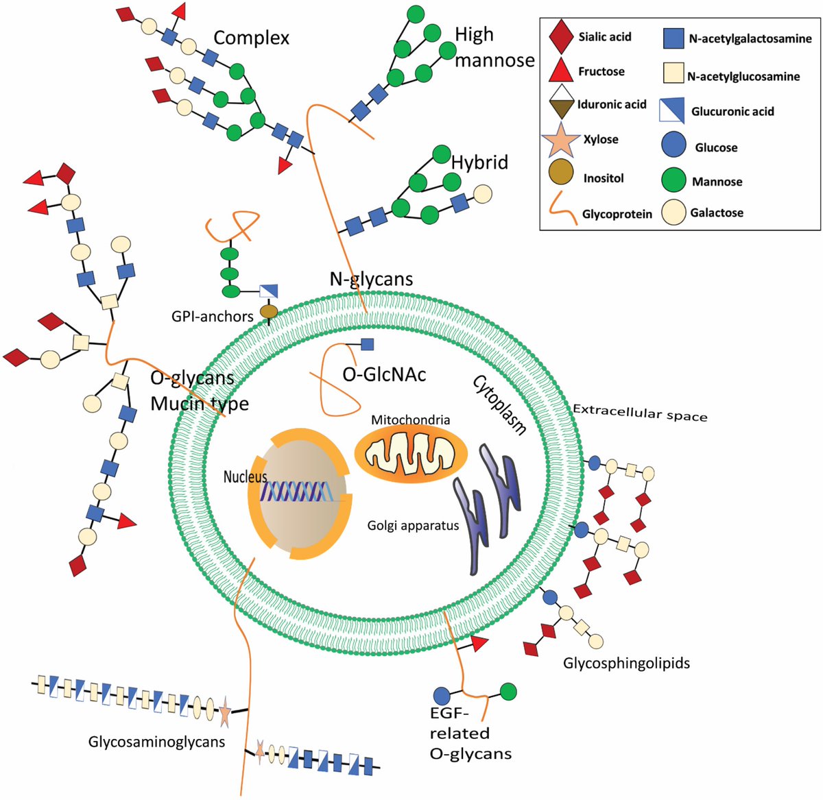 badglycans tweet media
