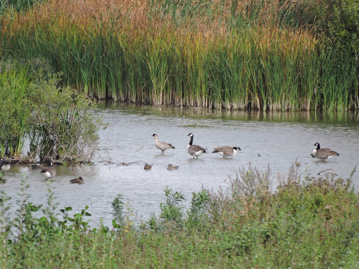 Hawaiian goose at college lake today.Bit lost I think.