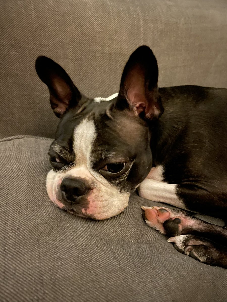 DeltaStateWC's tweet image. If you’re anything like our mascot, Fizzgig, you are feeling majorly stressed out right now. Be sure to take care of yourself, and if you need help with writing, visit us in the Writing Center—we would love to help with academic anxiety! 💚