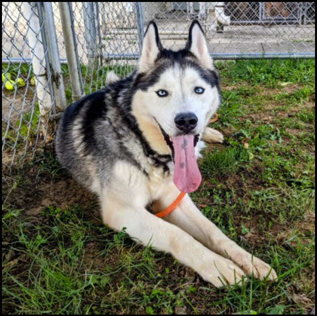 Meet Apollo! This gorgeous 3 yo husky has been w/ BurlCo Animal Shelter since 5/19/22. Apollo is a playful, energetic, silly boy looking for a very special adopter to help him with his behavioral needs & work on his training. #adoptme