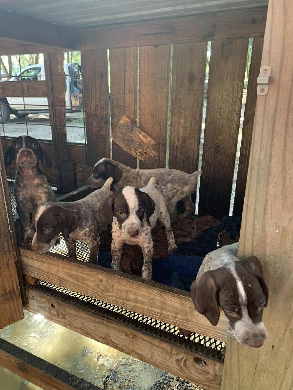 Gundog Central on Twitter "BIRD DOG PUPPIES FOR SALE http//dlvr.it