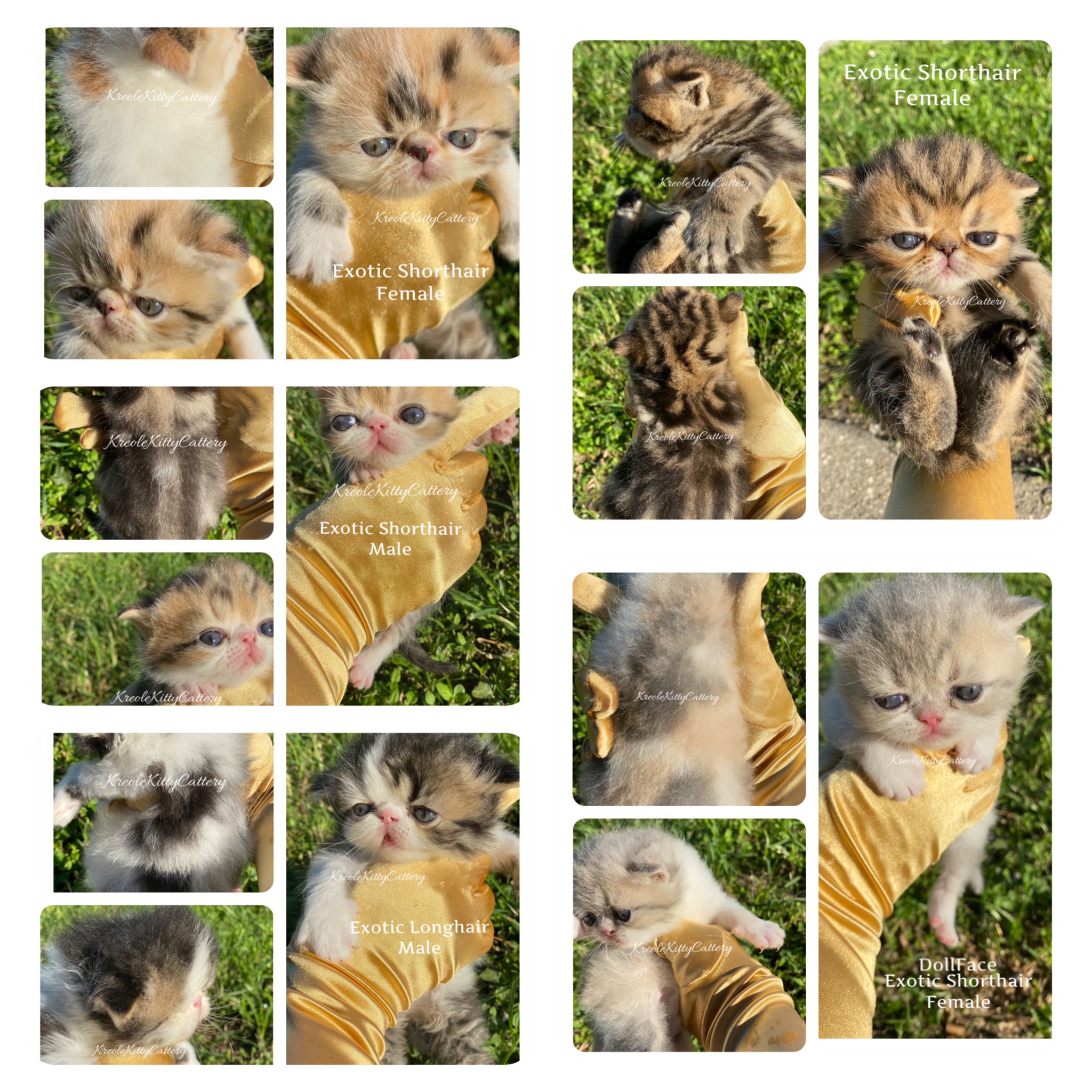 Kreole Kitty Cattery kreolekittykats X