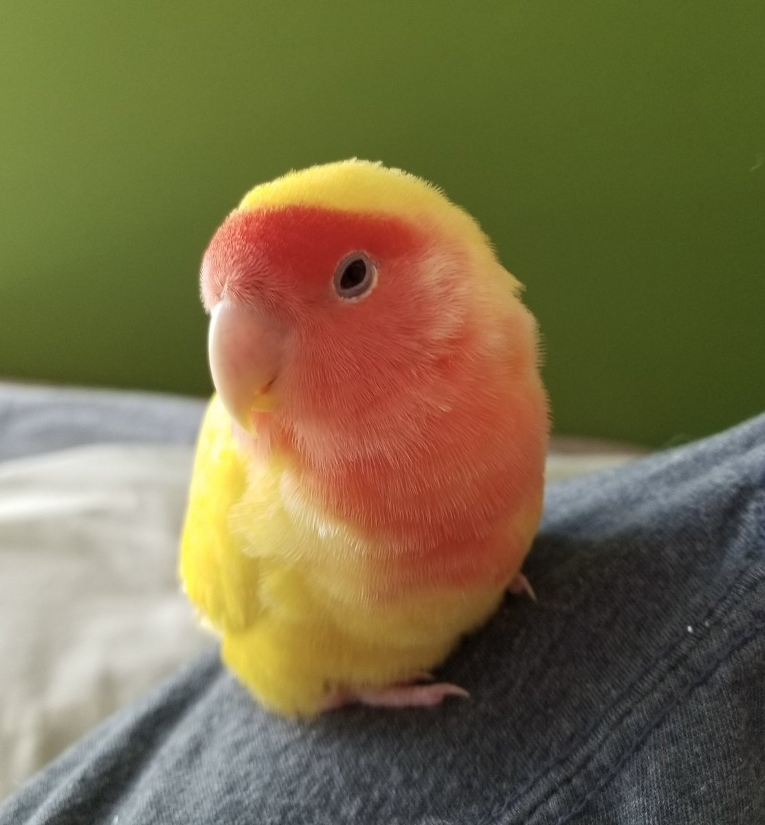 This is the beautiful bird found in our school yard yesterday. The Pilkington family is graciously caring for it until we find it’s rightful owner 💚 #OrleansOttawa PLS retweet to help us find it’s home.