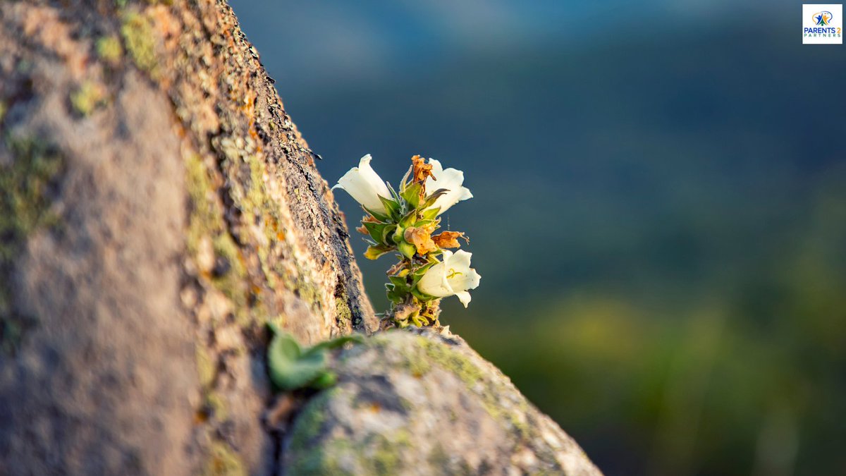 Parent2Partner's tweet image. education is not the preparation for life, education is life itself.
@parents2partners 
#education #teaching #familygoals #happiness #successfulmindset #orphan #motivation #growyou #thinkpositive #bestrong #inspiration #life