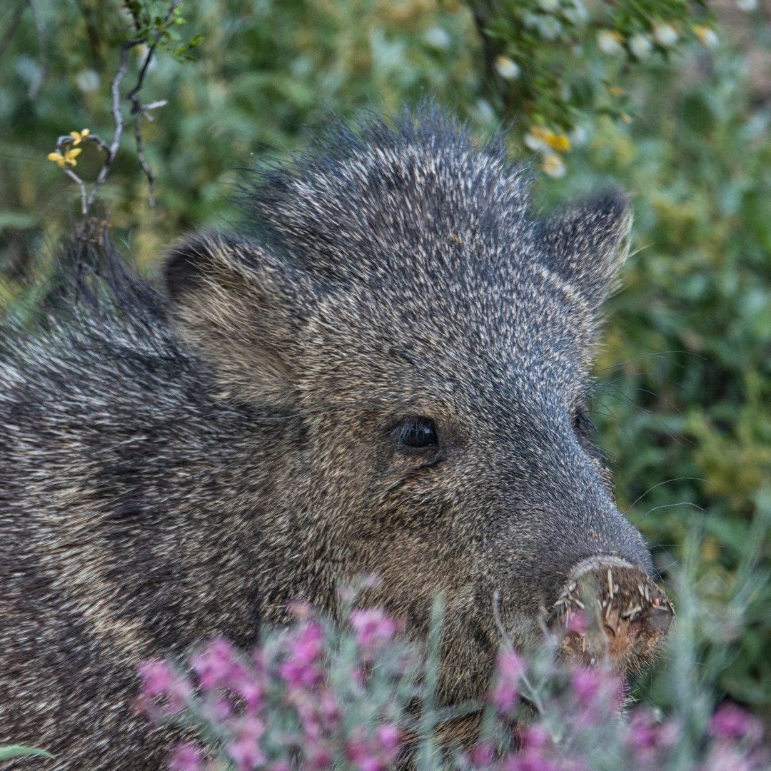 Don't call me pig! 

Did you know that “Javelina” is the common name for the collared peccary? 

Peccaries may resemble pigs, but they are distinctly different. Characteristics like their tail, ears, and tusks separate them from pigs.