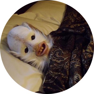 RogSpidey's tweet photo. As some of you may know, our friend Spidey Rog has fallen ill. As Rog may have limited time left in this universe, we ask your for your thoughts and prayers. Thank you https://t.co/TC6nd2qtBT
