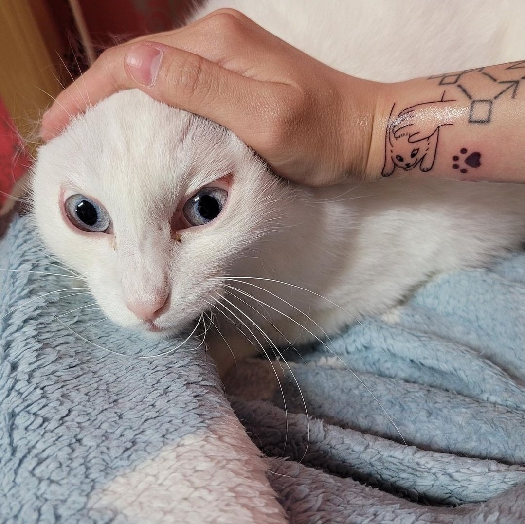 prisma21tattoo's tweet photo. Tá! Um leão no antebraço é legal, mas olha esse gato:
Crédito @buoythefishlove
#tattoo #tatuagem #tattoopets https://t.co/nRFHYM0svG