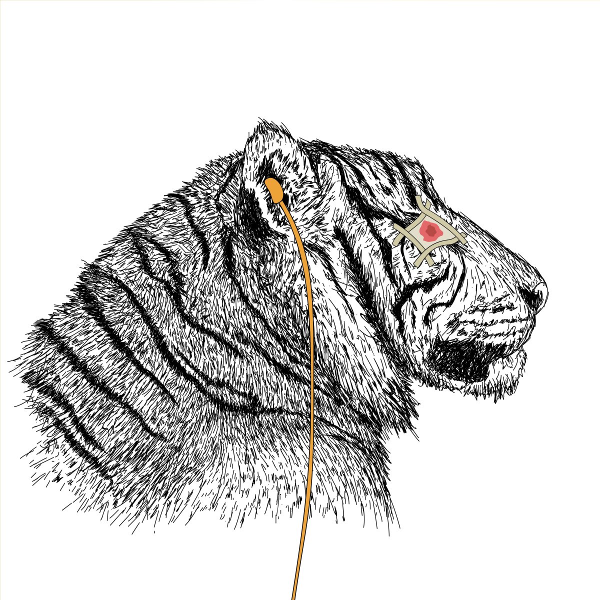 WildlinesNft's tweet photo. Fun Fact: A tiger’s roar can be heard as far as three kilometres away

Helloo, how are you?
#NFTCommunity #NFT #artworks #ArtistOnTwitter #NFTdrop #art #animals  #NFTcollections #nftcollector  #ETH https://t.co/EvvbSsYzv0