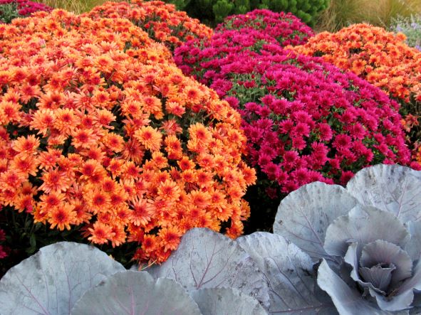RochesterCenter's tweet photo. #FeelGoodFriday Mums are well-loved for their bright, long-lasting blossoms, which come in a spectrum of red, gold, and bronze hues. Mums are a part of autumn as long, cool nights, football, apple cider and pumpkin pie. Find your ideal basket of mums and enjoy their beauty! #fall https://t.co/wj44jywsMf