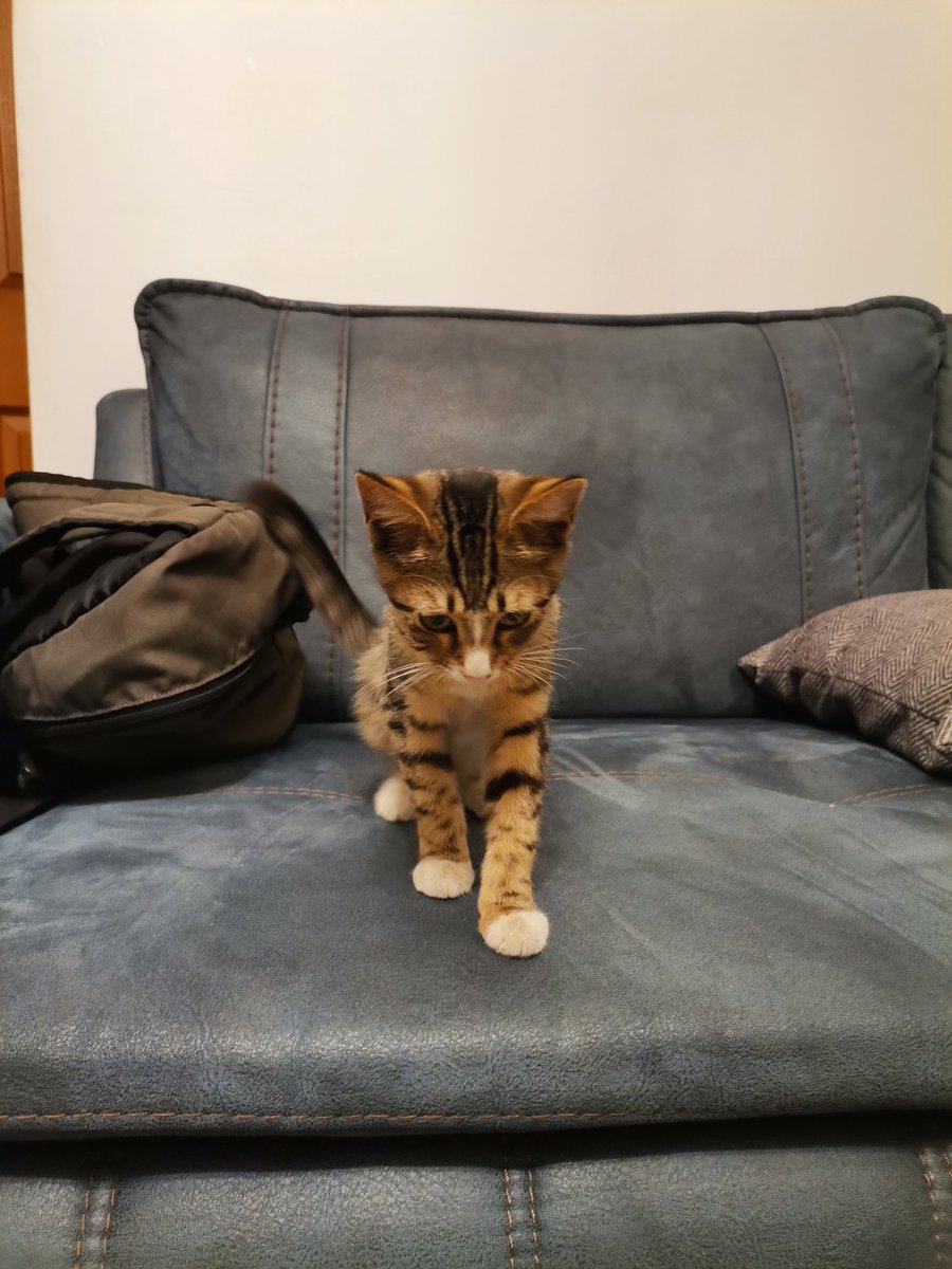 fishbowlman_'s tweet photo. Yuva İlanı
İstanbul/Üsküdar
Diğer sokak kedilerinden dayak yerken sığındı, sonra eve kadar takip etti. İçeri girip uyudu bebek. Çok güzel ve çok cana yakın biri.  Yuvası olmak isteyenler benimle iletişime geçebilir. https://t.co/KBuWyBoB94