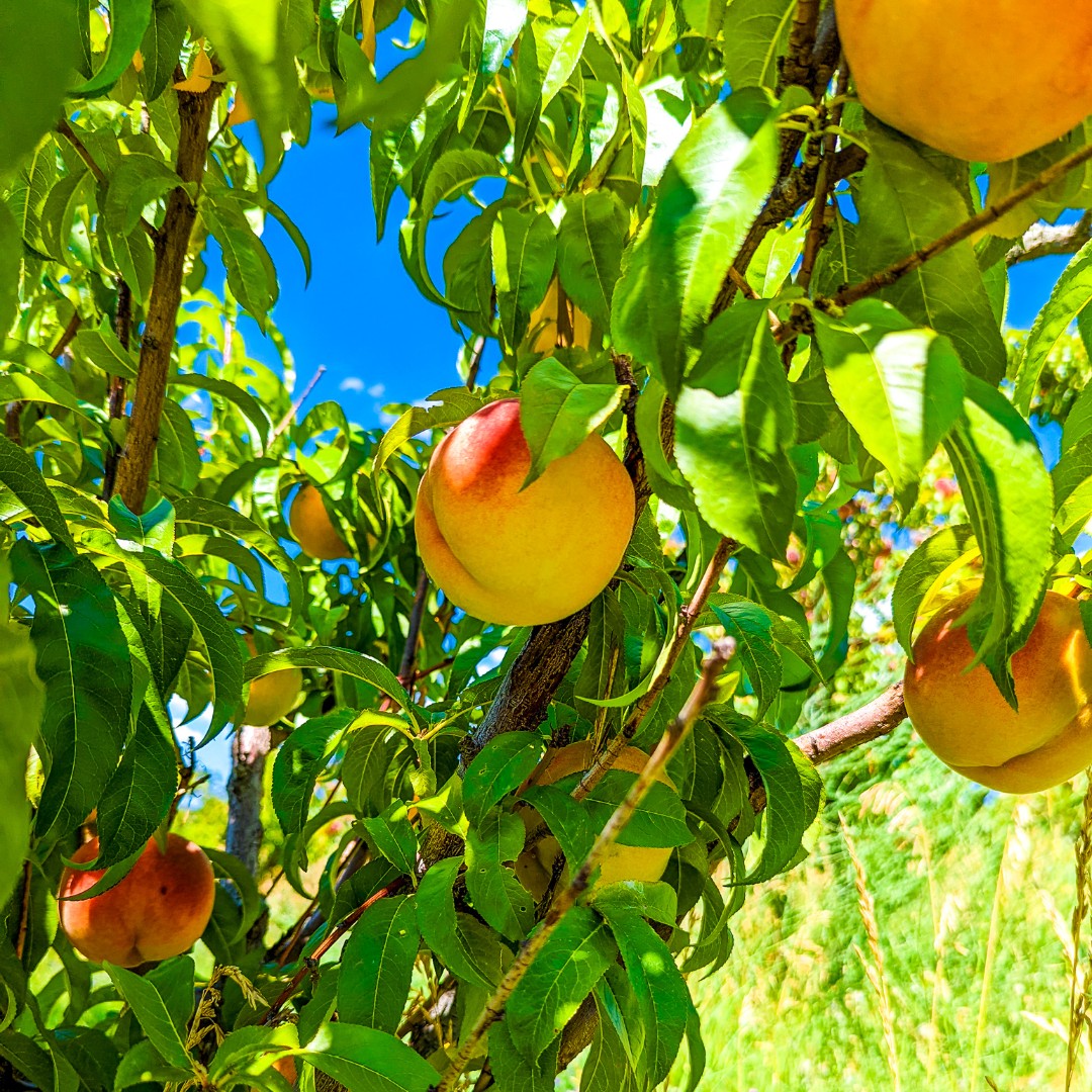 stemciders's tweet photo. Everything is just peachy over here! 🍑 Our ever-loved Harvest Peach cider is officially on tap at @acreagecolorado and #StemCiders RiNo 🍎 Enjoy the first sips of fall with us! https://t.co/JjTadeoFCa https://t.co/1lRo0ve6TZ
