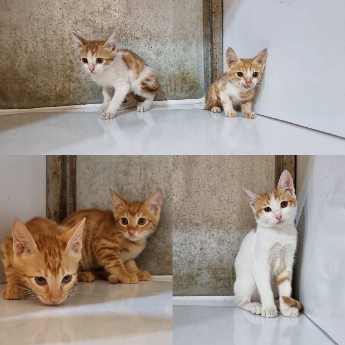 theAleppoCatmen's tweet photo. More broken hearts that need so much care and love and medicine and food. https://t.co/7lcSVW3kIF