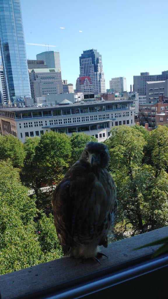 David Rind tweet media