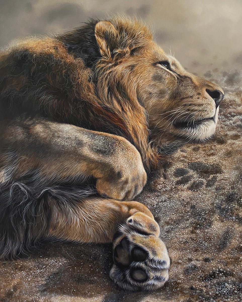 It’s a busy week of planning new paintings and working on some big cat commissions so here is a throwback of my recent lion painting!

#lion #lionpainting #bigcats #arte #realismart #acrylic #wildlifepainting #catart #artlife #arteveryday #painting #paintingartist