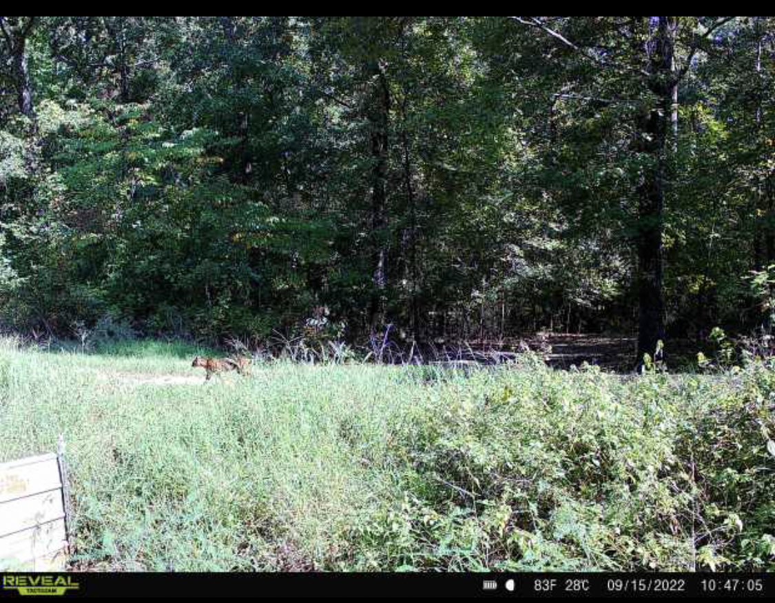 Let’s play a game of wtf is that?