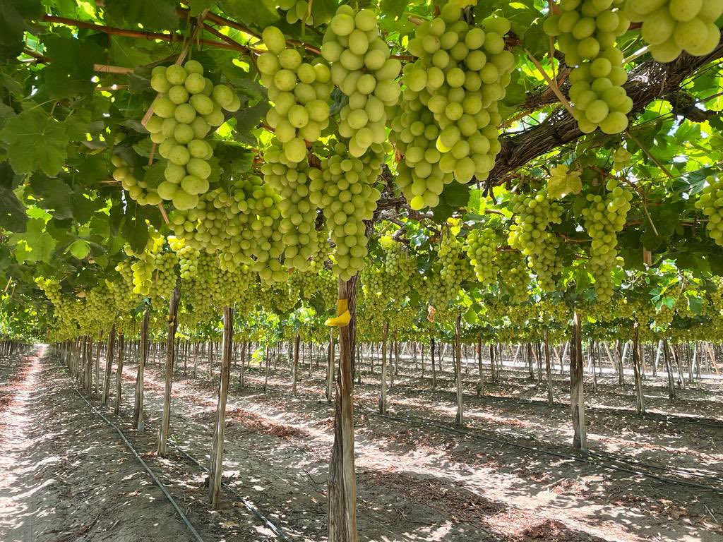 Pacific Produce tweet media