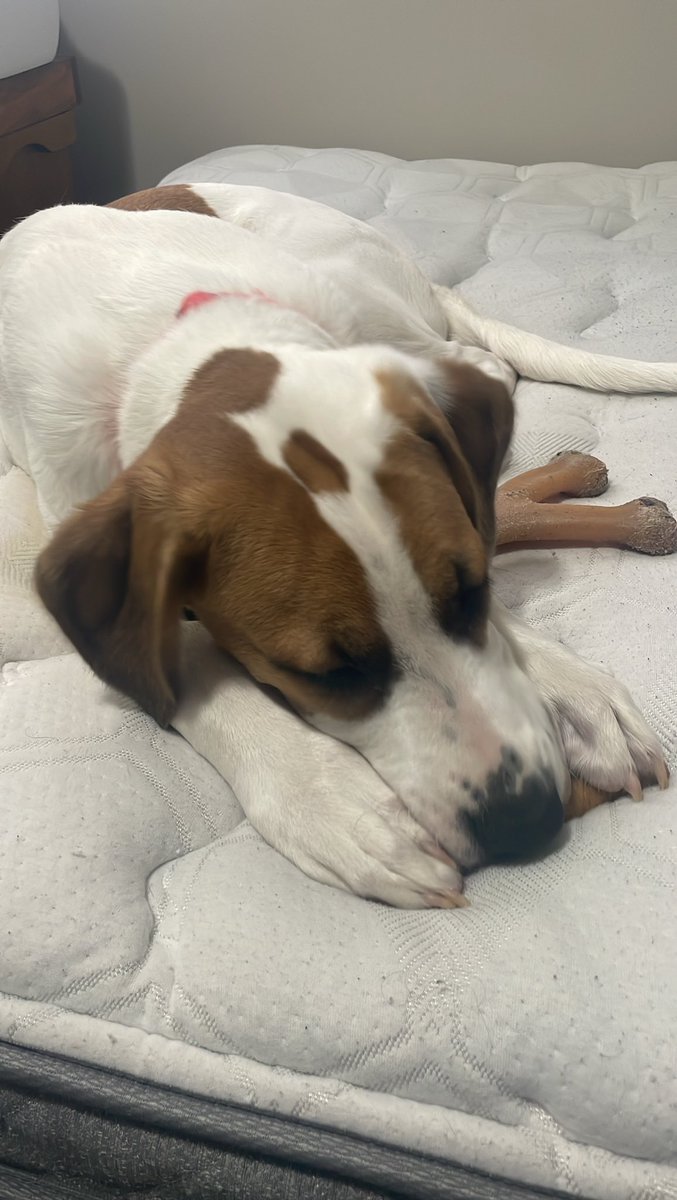 My focus playlist puts my puppy to sleep. #dogsoftwitter