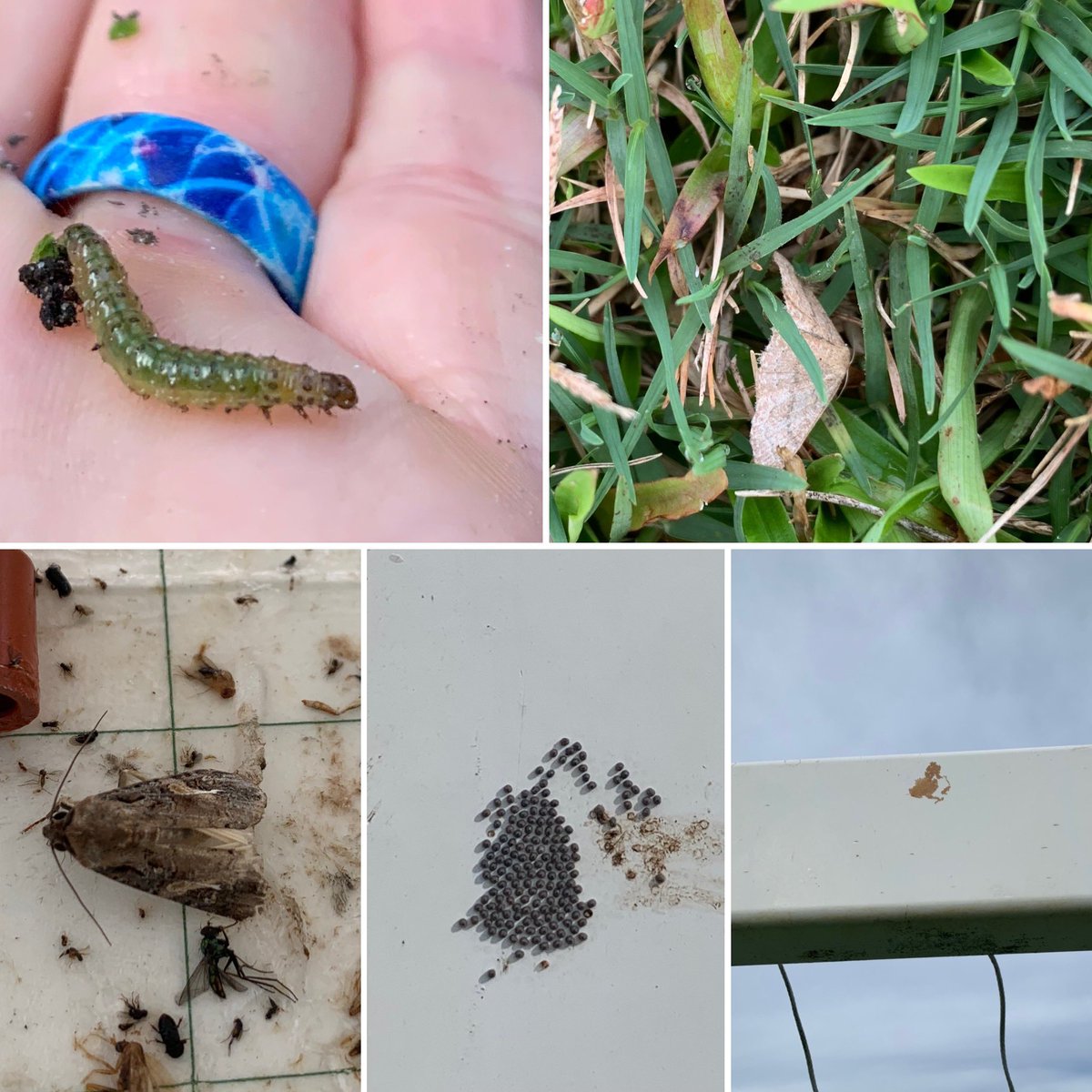 BugDoc_'s tweet image. Quick update (Bottom) #fallarmyworm adults #s low but new egg masses still being laid (top) #tropicalsodwebworms kicking up and causing late season trouble. I’m prepping scouting videos for Monday but keep 👀 open! 
#turfgrass #turfgrassmanagement #IPM #scouting