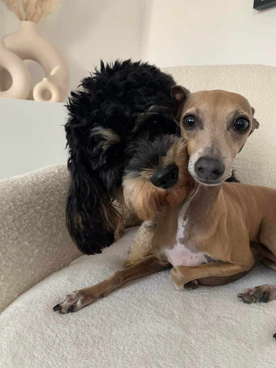 claireburrows07's tweet photo. Finally reunited! I think they’ve missed each other! 🥰🐾 #ArchieTheCavapoo #NancyTheItalianGreyhound #PuppyLove #DogsOfTwitter #TooCute https://t.co/DEyG8dYqIH