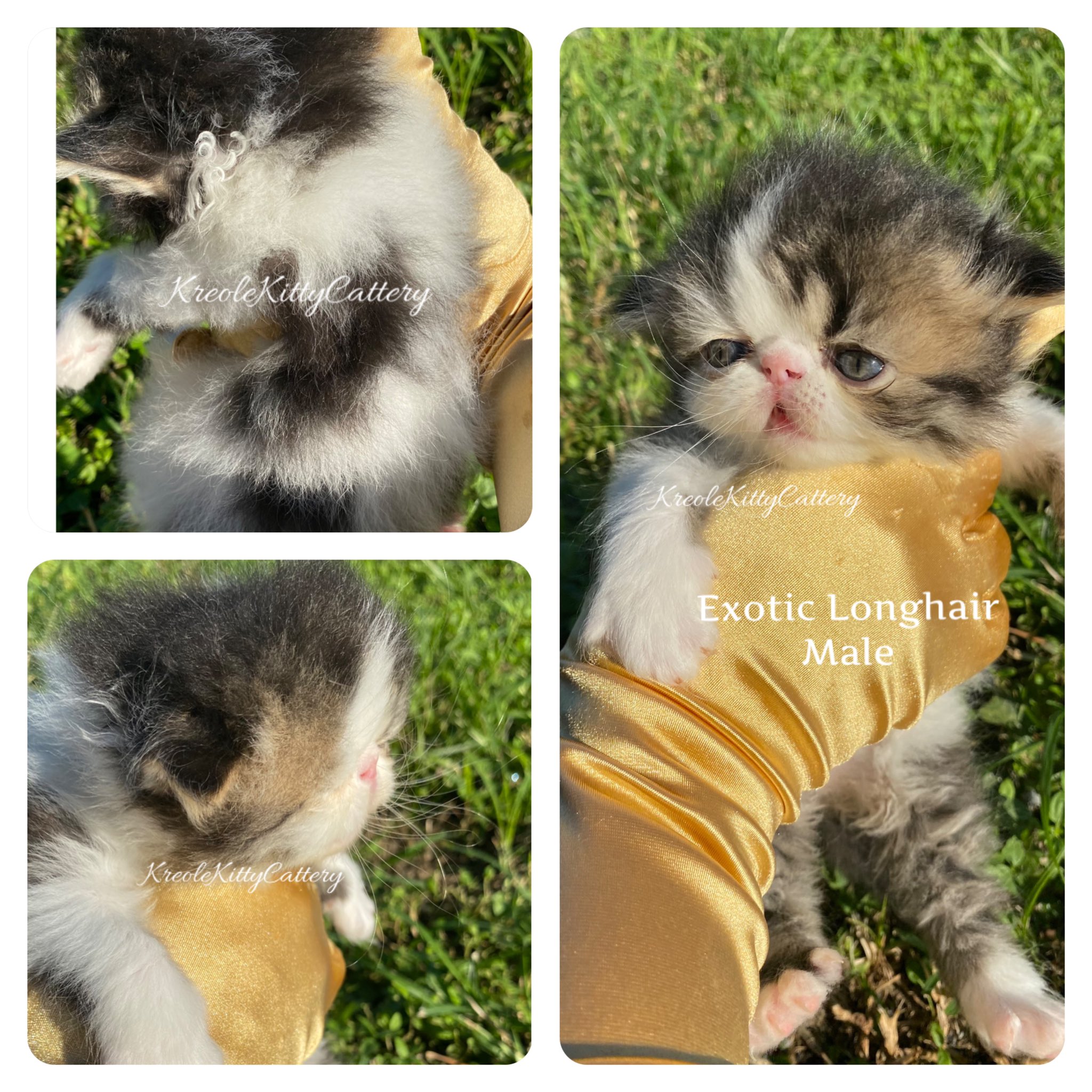 Kreole Kitty Cattery kreolekittykats X