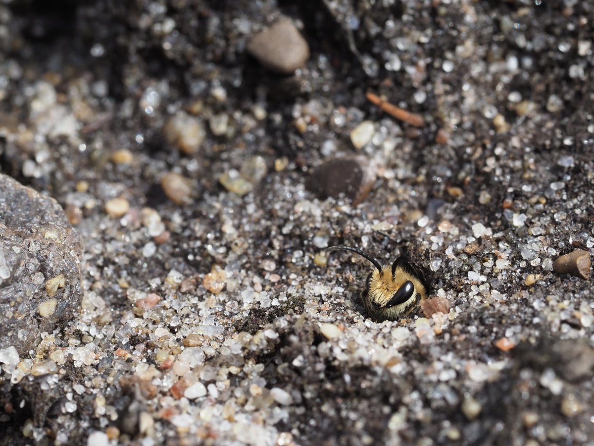 mixaeljones's tweet photo. A Heather Colletes Bee weighs up whether or not to brave the drizzle! #ColletesSuccinctus #heathland #BroxheadCommon @insectweek @RoyEntSoc https://t.co/KmcsHHoBLo