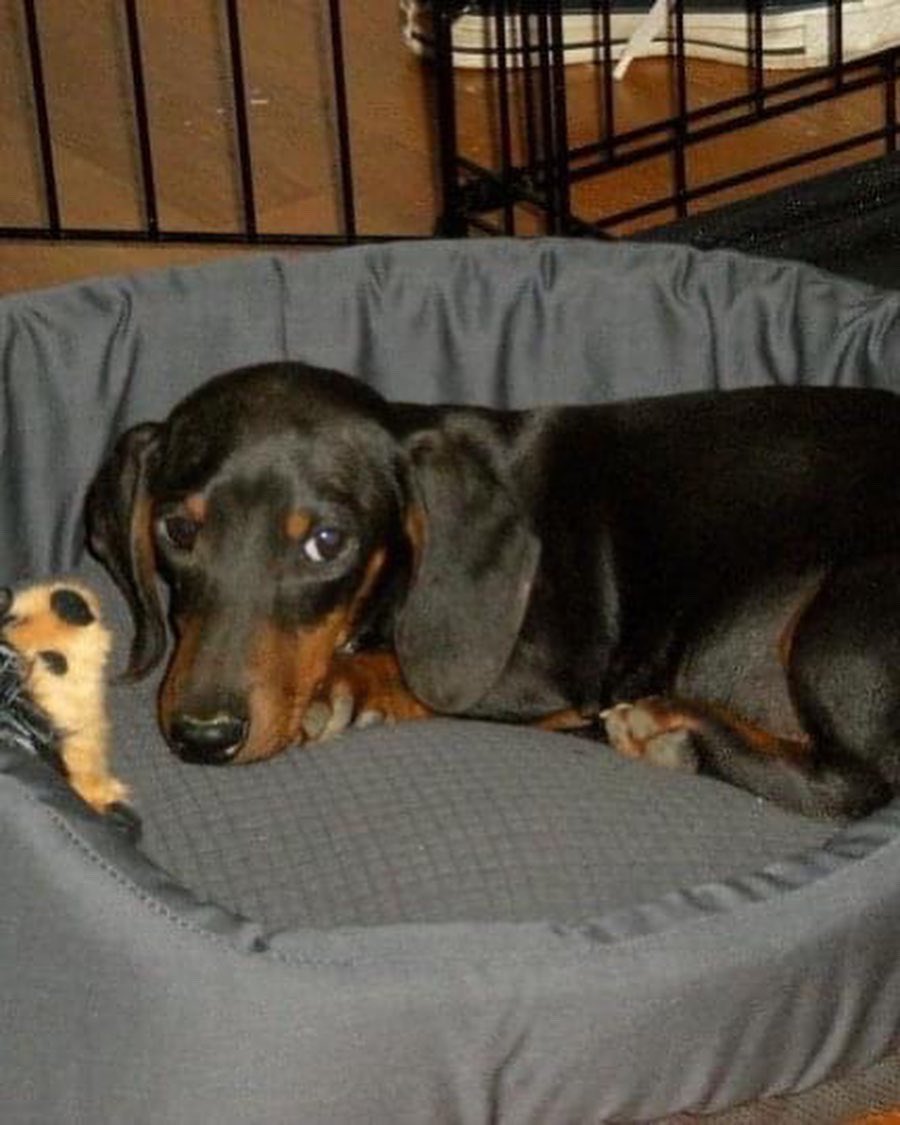 Lisa Bright, PhD tweet media