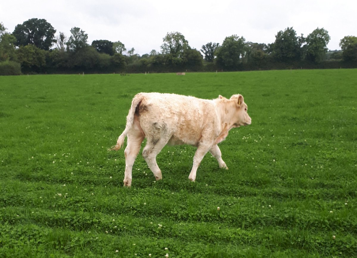 Sweet little Knockmoyle Loki CH4159 heifer calf <a href="/doveagenetics/">Dovea Genetics</a>
