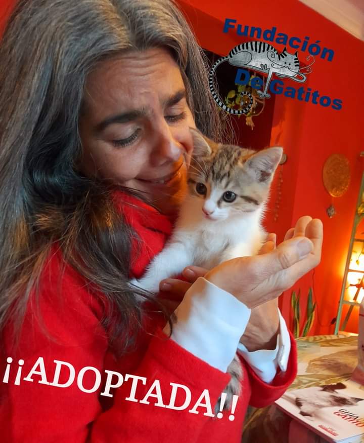 Fundación De Gatitos tweet media